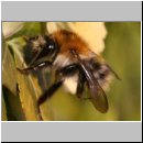 Bombus pascuorum - Ackerhummel 08.jpg